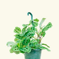 Large Prayer Plant 'Beauty Kim' (Maranta leuconeura)