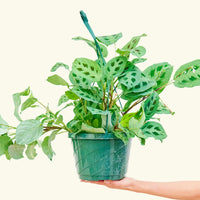 Large Prayer Plant 'Beauty Kim' (Maranta leuconeura)
