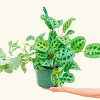 Large Prayer Plant 'Beauty Kim' (Maranta leuconeura)