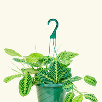 Large Lemon Lime Prayer Plant (Maranta leuconeura 'Lemon Lime')