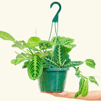 Large Lemon Lime Prayer Plant (Maranta leuconeura 'Lemon Lime')