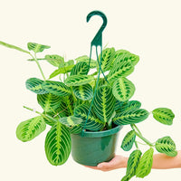 Large Lemon Lime Prayer Plant (Maranta leuconeura 'Lemon Lime')