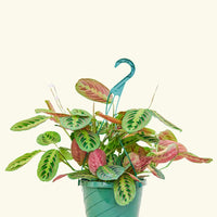 Large Red Prayer Plant (Maranta leuconeura)