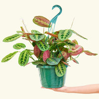 Large Red Prayer Plant (Maranta leuconeura)