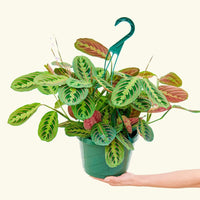 Large Red Prayer Plant (Maranta leuconeura)