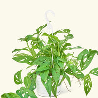 Large Swiss Cheese Vine (Monstera adansonii)