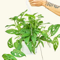 Large Swiss Cheese Vine (Monstera adansonii)