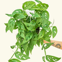 Large Swiss Cheese Vine (Monstera adansonii)