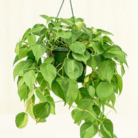 Large Philodendron 'Brazil' (Philodendron hederaceum)