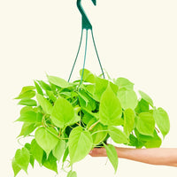 Large Philodendron 'Neon' (Philodendron cordatum)