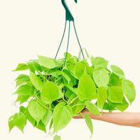 Large Philodendron 'Neon' (Philodendron cordatum)