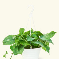 Oscar Plant Rooted