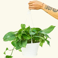 Oscar Plant Rooted