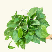 Oscar Plant Rooted LG