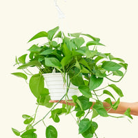 Large Pothos 'Jade' (Epipremnum aureum)