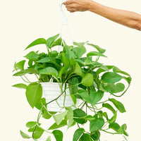 Large Pothos 'Jade' (Epipremnum aureum)