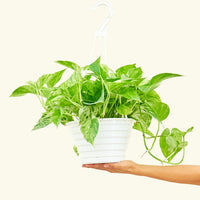Pothos 'Marble Queen', Large