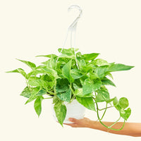 Pothos 'Marble Queen', Large