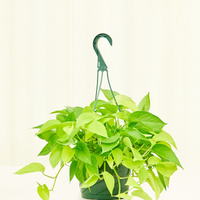 Large Neon Pothos (Epipremnum aureum)