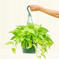 Large Neon Pothos (Epipremnum aureum)