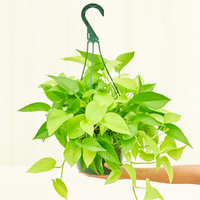 Large Neon Pothos (Epipremnum aureum)