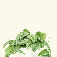 Large Silver Pothos 'Exotica' (Scindapsus pictus 'Exotica')