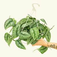 Large Silver Pothos 'Exotica' (Scindapsus pictus 'Exotica')