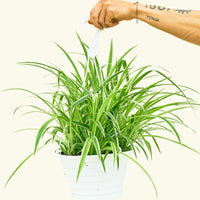 Large Spider Plant 'Reverse' (Chlorophytum comosum)
