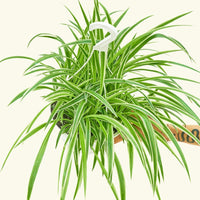 Large Spider Plant 'Reverse' (Chlorophytum comosum)