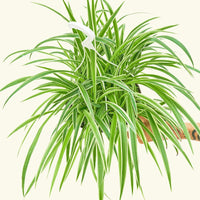 Large Spider Plant 'Reverse' (Chlorophytum comosum)