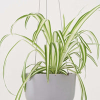 Ceramic Hanging Planter Planter Peach & Pebble