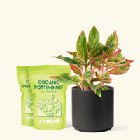 Medium Red Chinese Evergreen (Aglaonema creta) in a black cylinder pot and two bag of soil.