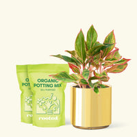 Medium Red Chinese Evergreen (Aglaonema creta) in a gold cylinder pot and two bag of soil.