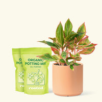 Medium Red Chinese Evergreen (Aglaonema creta) in a peach cylinder pot and two bag of soil.