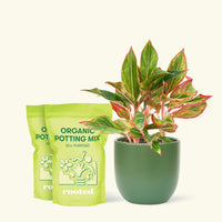 Medium Red Chinese Evergreen (Aglaonema creta) in a green rounded pot and two bag of soil.