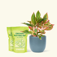 Medium Red Chinese Evergreen (Aglaonema creta) in a indigo rounded pot and two bag of soil.