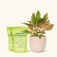 Medium Red Chinese Evergreen (Aglaonema creta) in a pink rounded pot and two bag of soil.