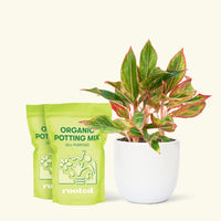 Medium Red Chinese Evergreen (Aglaonema creta) in a white rounded pot and two bag of soil.