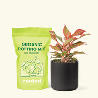 Small Red Chinese Evergreen (Aglaonema creta) in a black cylinder pot and a bag of soil.