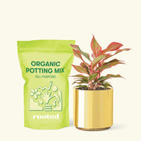 Small Red Chinese Evergreen (Aglaonema creta) in a gold cylinder pot and a bag of soil.