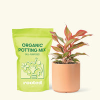 Small Red Chinese Evergreen (Aglaonema creta) in a peach cylinder pot and a bag of soil.