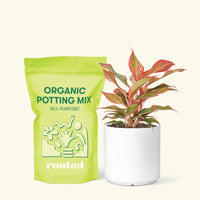Small Red Chinese Evergreen (Aglaonema creta) in a white cylinder pot and a bag of soil.