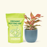 Small Red Chinese Evergreen (Aglaonema creta) in a indigo rounded pot and a bag of soil.