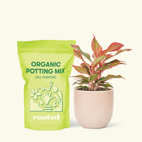 Small Red Chinese Evergreen (Aglaonema creta) in a pink rounded pot and a bag of soil.