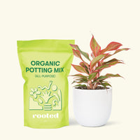 Small Red Chinese Evergreen (Aglaonema creta) in a white rounded pot and a bag of soil.