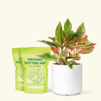 Red Chinese Evergreen, Medium