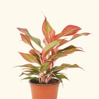 Small Red Chinese Evergreen (Aglaonema creta) in a grow pot.