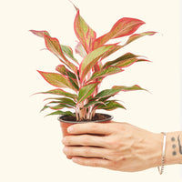 Small Red Chinese Evergreen (Aglaonema creta) in a grow pot.