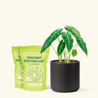 Medium Alocasia Frydek (Alocasia micholitziana) in a black cylinder pot and 2 bags of soil.