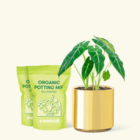 Medium Alocasia Frydek (Alocasia micholitziana) in a gold cylinder pot and 2 bags of soil.